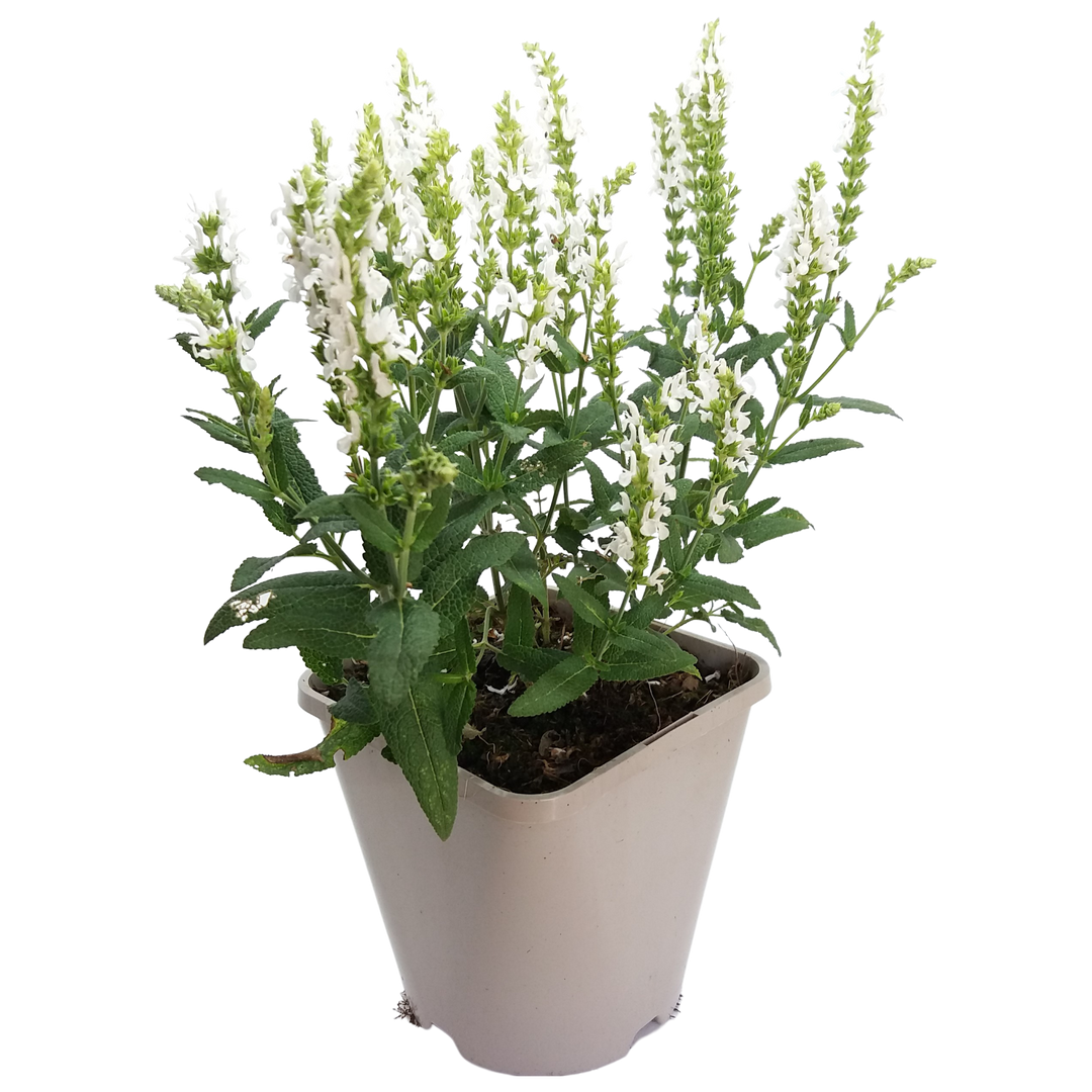 Hain-Salbei (Salvia Schneehügel Nemorosa) - Nachhaltige Zimmerpflanzen kaufen Botanicly Foto 1