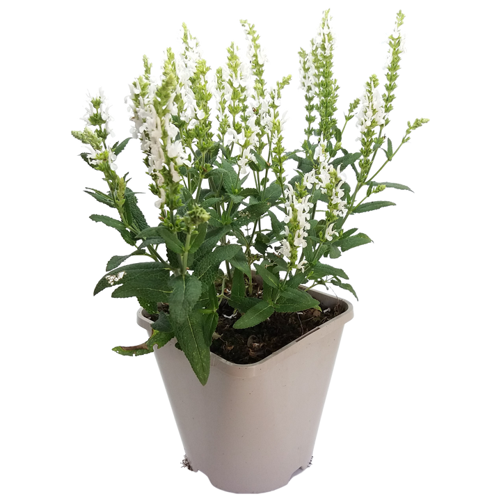 Hain-Salbei (Salvia Schneehügel Nemorosa) - Nachhaltige Zimmerpflanzen kaufen Botanicly Foto 1