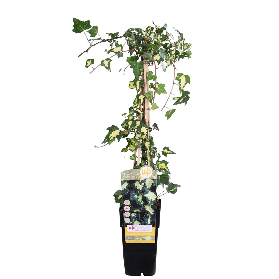Hedera colchica 'Dentata Variegata' - ↨65cm - Ø15-Plant-Botanicly