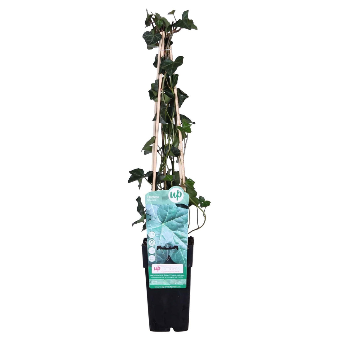Hedera hibernica - ↨65cm - Ø15-Plant-Botanicly