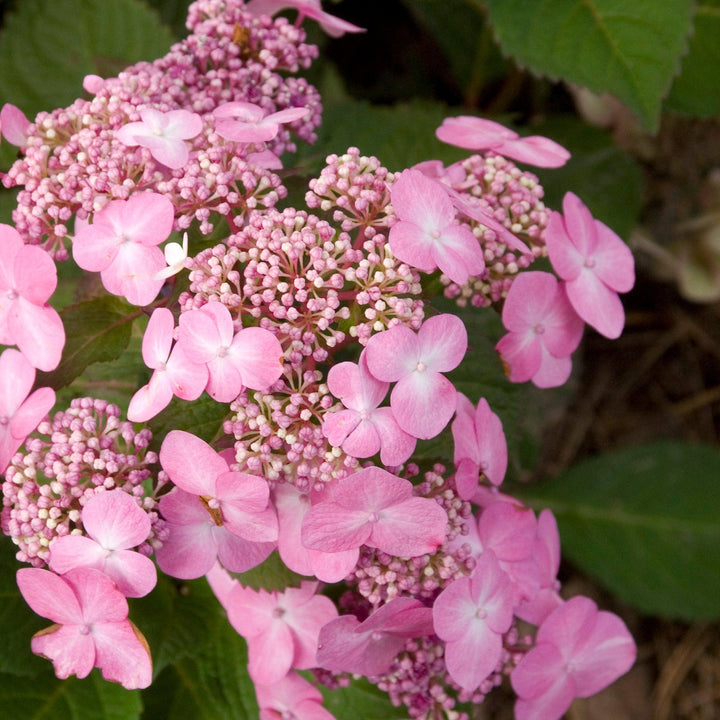 Hortensie (Hydrangea Twist-N-Shout® Pink Macrophylla) - Nachhaltige Zimmerpflanzen kaufen Botanicly Foto 3