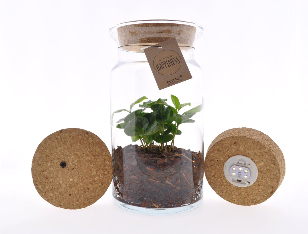 Kaffeestrauch (Coffea Arabica) - Nachhaltige Zimmerpflanzen kaufen Botanicly Foto 1