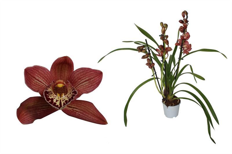 Kahnorchidee (Cymbidium) - Nachhaltige Zimmerpflanzen kaufen Botanicly Foto 1