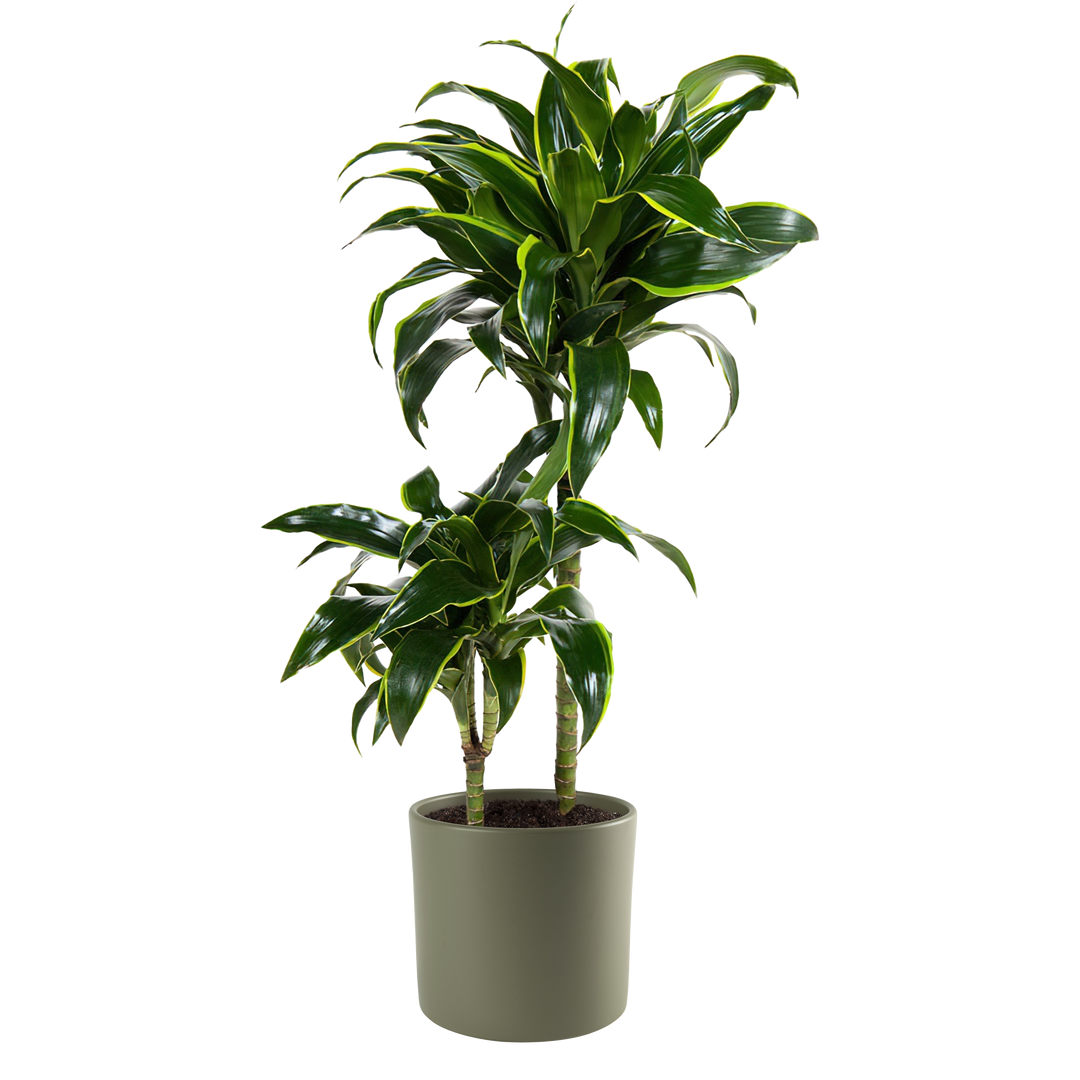 Kolbenfaden (Aglaonema Keylime) - Nachhaltige Zimmerpflanzen kaufen Botanicly Foto 5