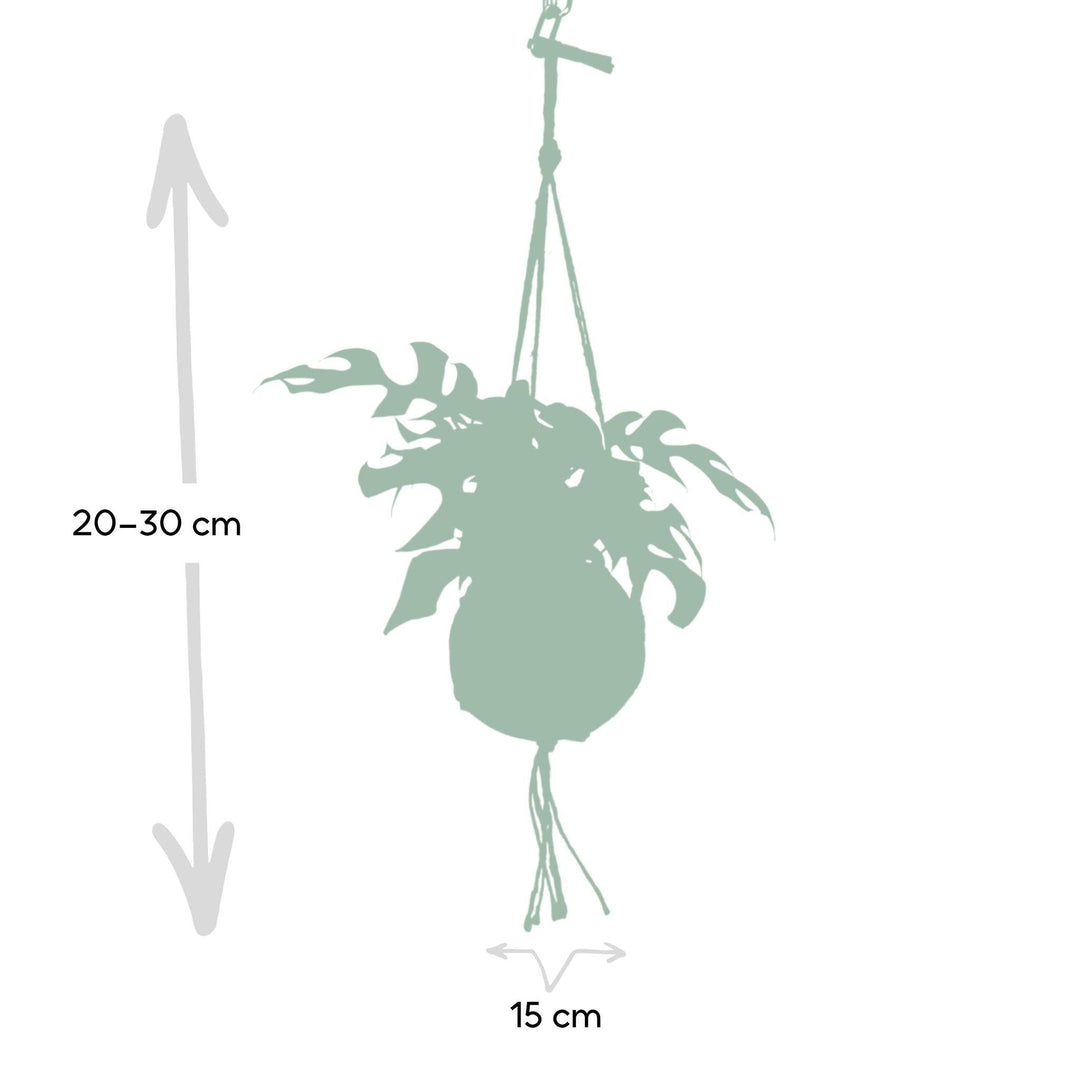 Kokodama Monstera Minima Hang - Lochpflanze - 25cm - Ø15-Plant-Botanicly