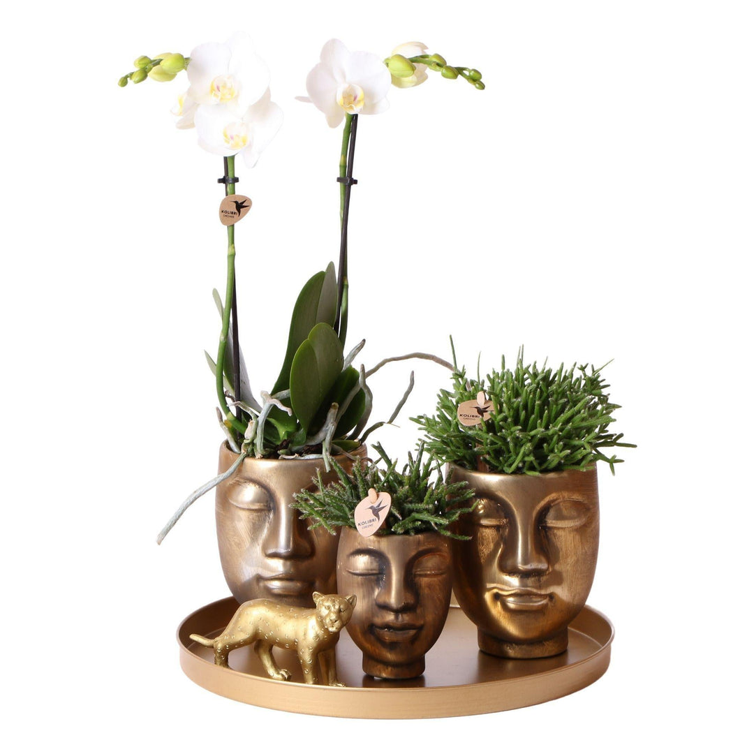 Kolibri Company | Komplettes Pflanzenset Face-2-face gold | Grünes Pflanzenset mit weißer Phalaenopsis Orchidee und Rhipsalis inkl. Keramik Ziertöpfe & Zubehör-Plant-Botanicly