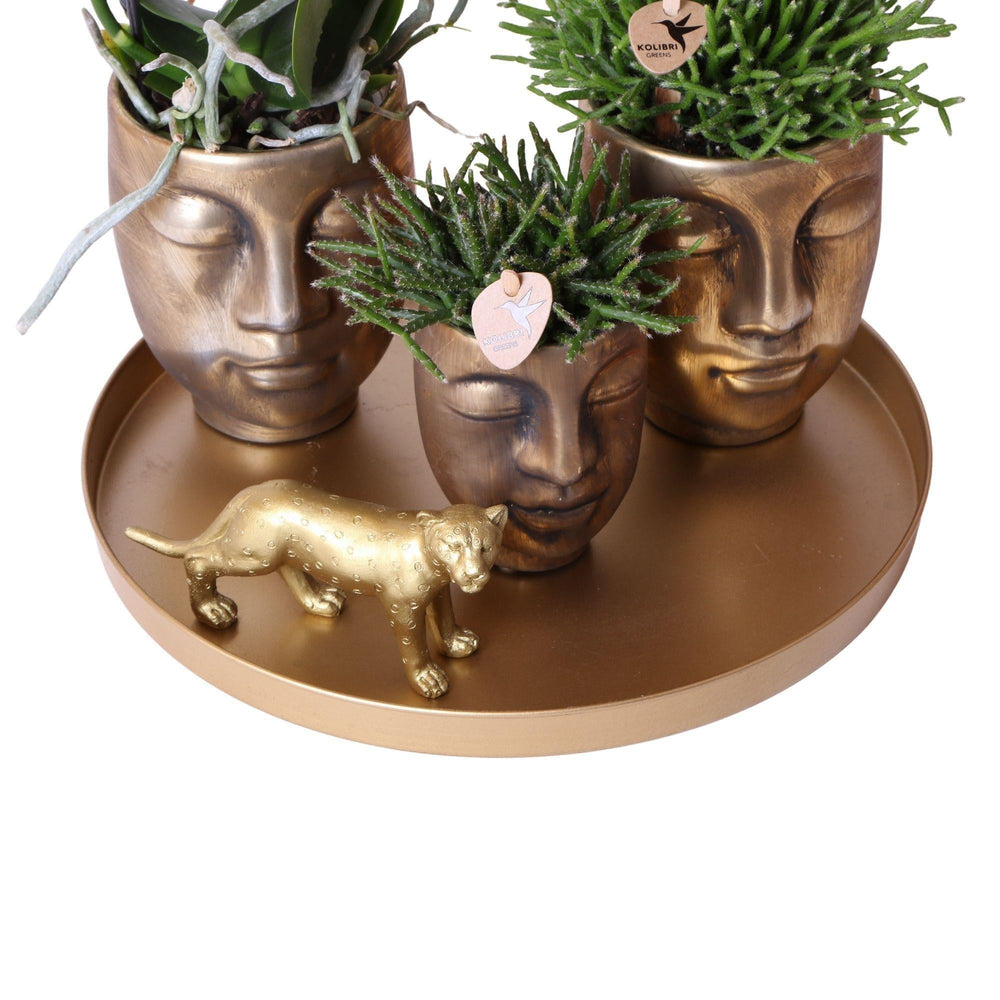 Kolibri Company | Komplettes Pflanzenset Face-2-face gold | Grünes Pflanzenset mit weißer Phalaenopsis Orchidee und Rhipsalis inkl. Keramik Ziertöpfe & Zubehör-Plant-Botanicly