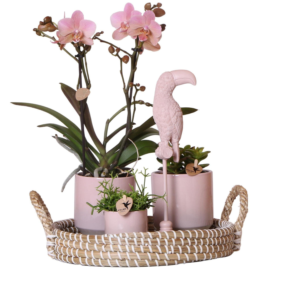 Kolibri Company - Komplettes Pflanzenset Harmony nude | Grünes Pflanzenset mit rosa Phalaenopsis Orchidee und inkl. Keramik Ziertöpfe und Zubehör-Plant-Botanicly