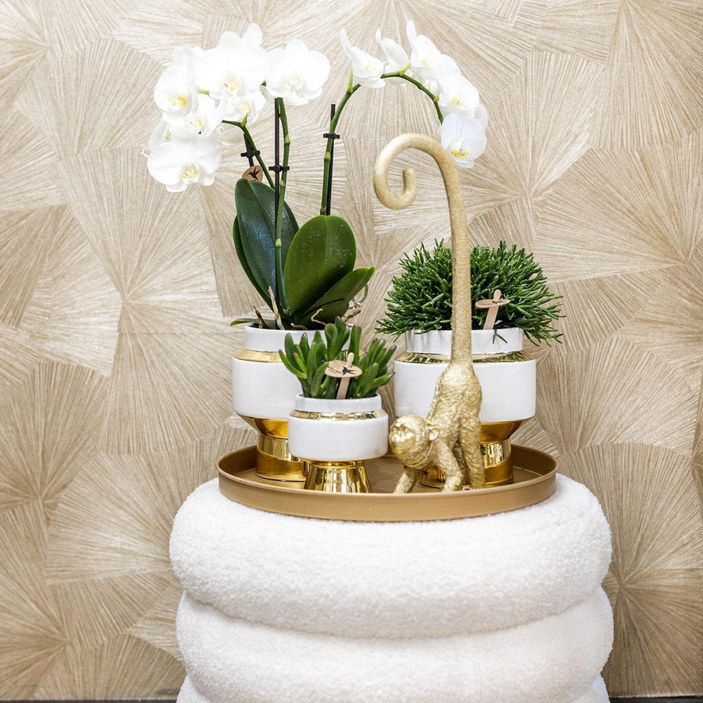 Kolibri Company | Komplettes Pflanzenset Luxury Living | Grünpflanzen mit weißer Phalaenopsis-Orchidee inkl. Keramik-Ziertöpfe und Zubehör-Plant-Botanicly