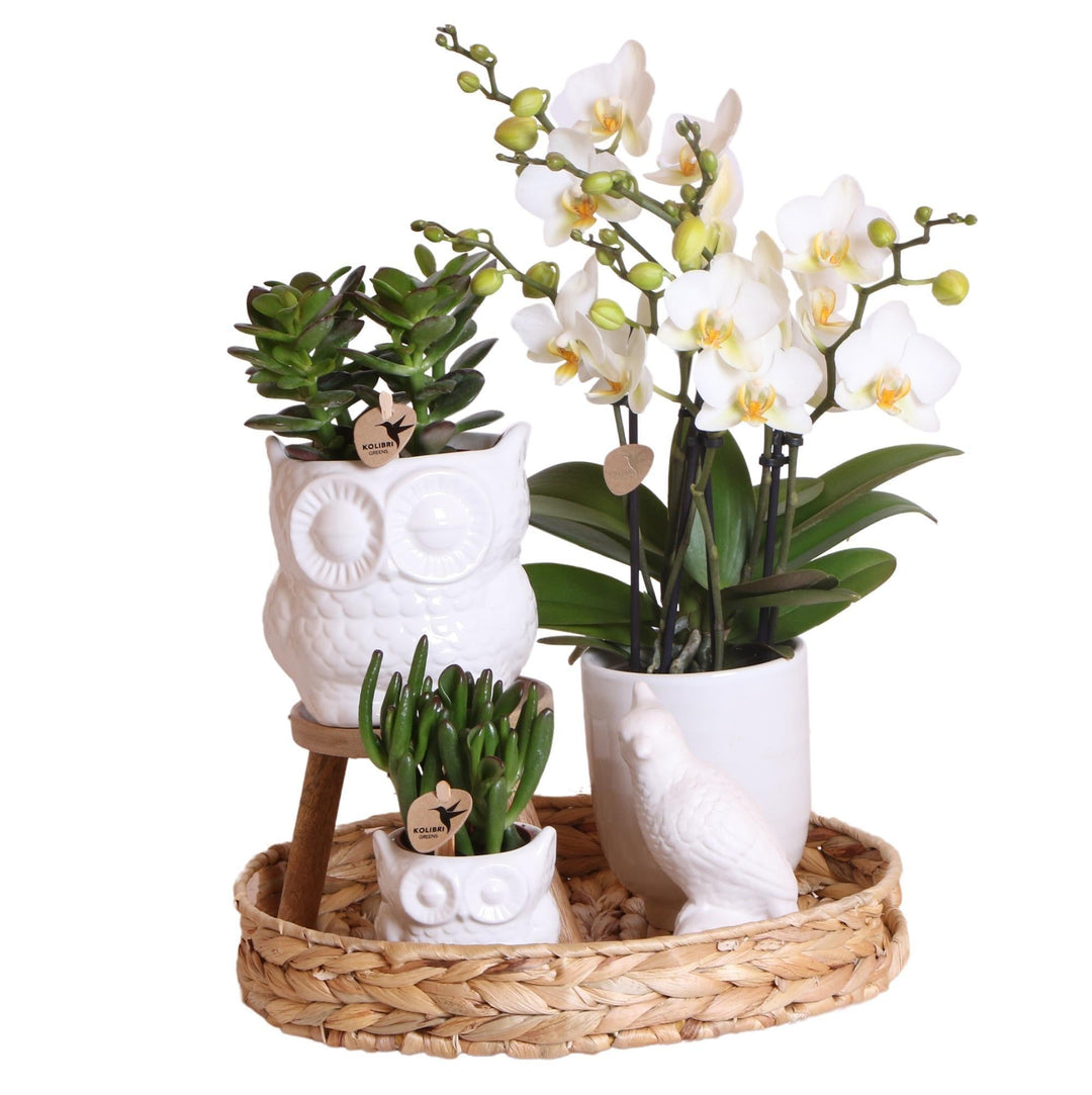 Kolibri Company | Komplettes Pflanzenset Natur | Grünpflanzen mit weißer Phalaenopsis-Orchidee inkl. Keramik-Ziertöpfe und Zubehör-Plant-Botanicly