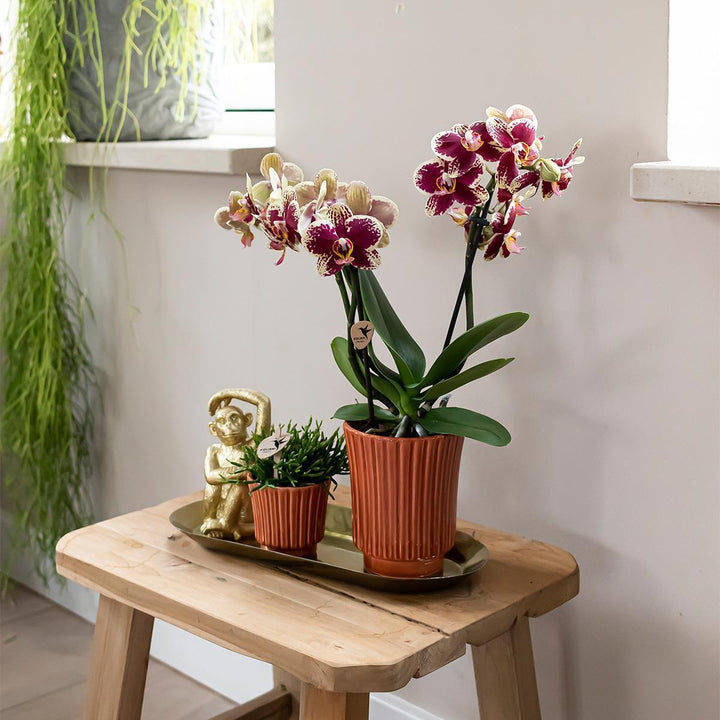 Kolibri Company - Set aus gelber roter Orchidee und Rhipsalis auf Goldtablett-Plant-Botanicly