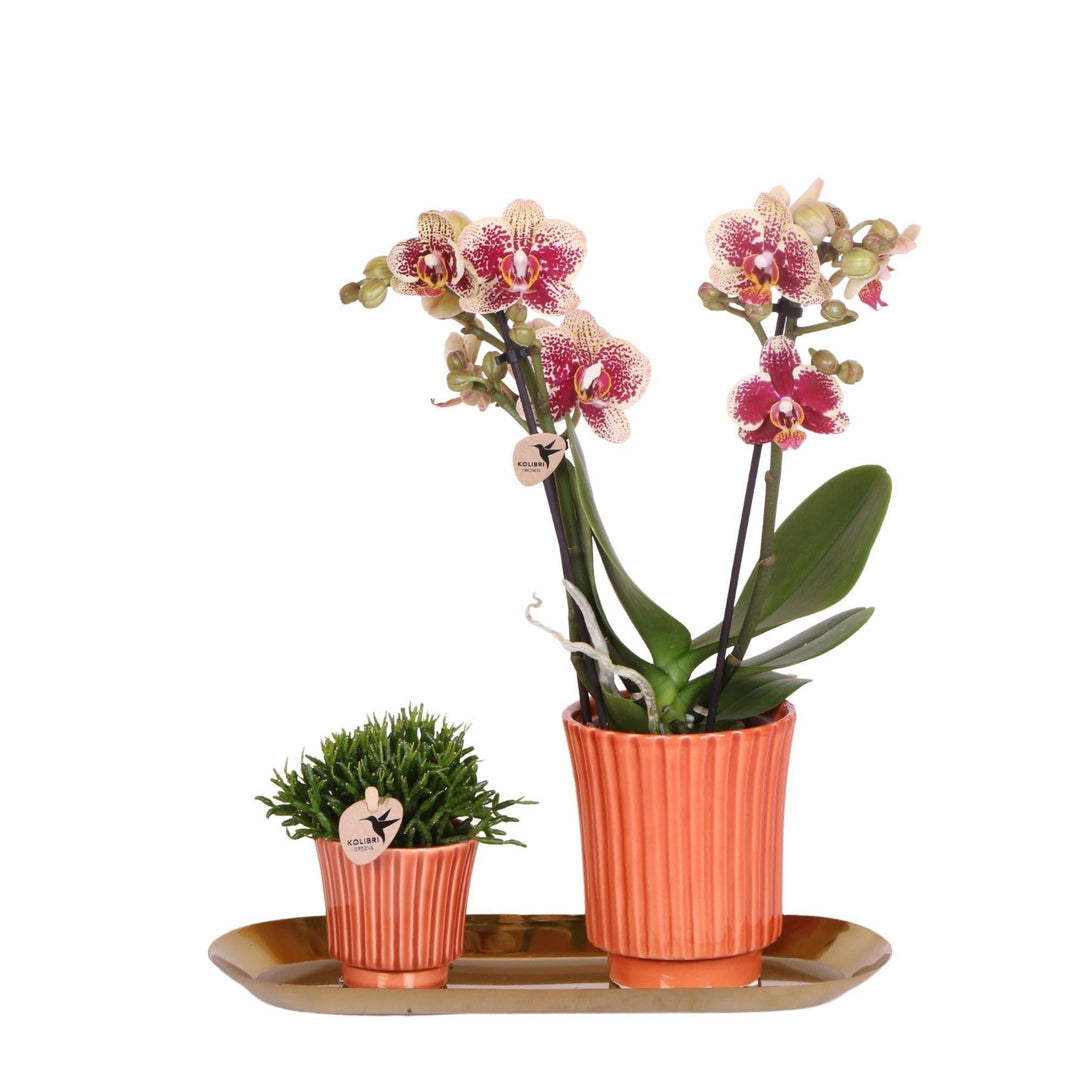 Kolibri Company - Set aus gelber roter Orchidee und Rhipsalis auf Goldtablett-Plant-Botanicly