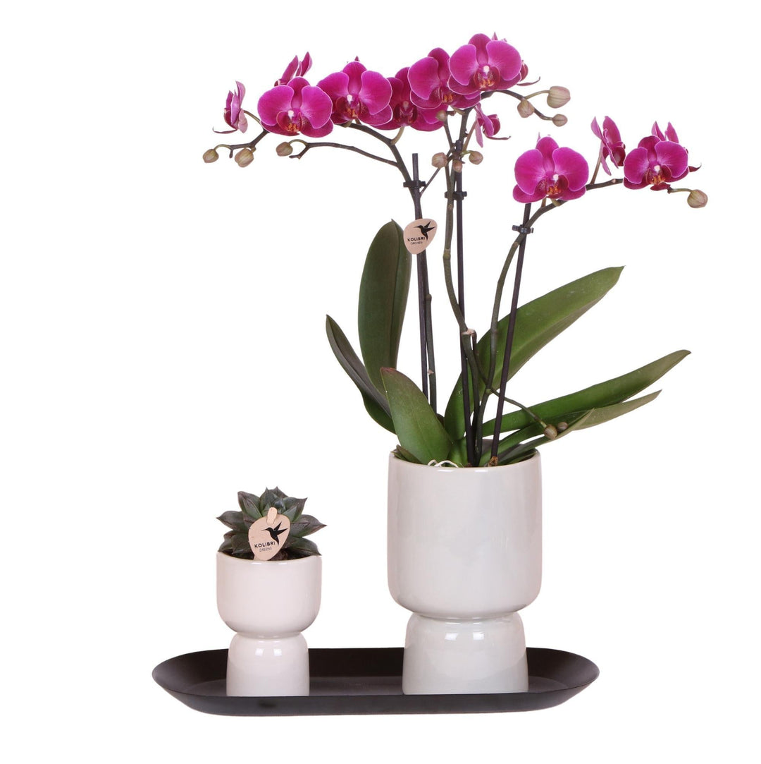 Kolibri Company - Set aus lila Orchidee und Succulent auf schwarzem Tablett - frisch vom Züchter-Plant-Botanicly