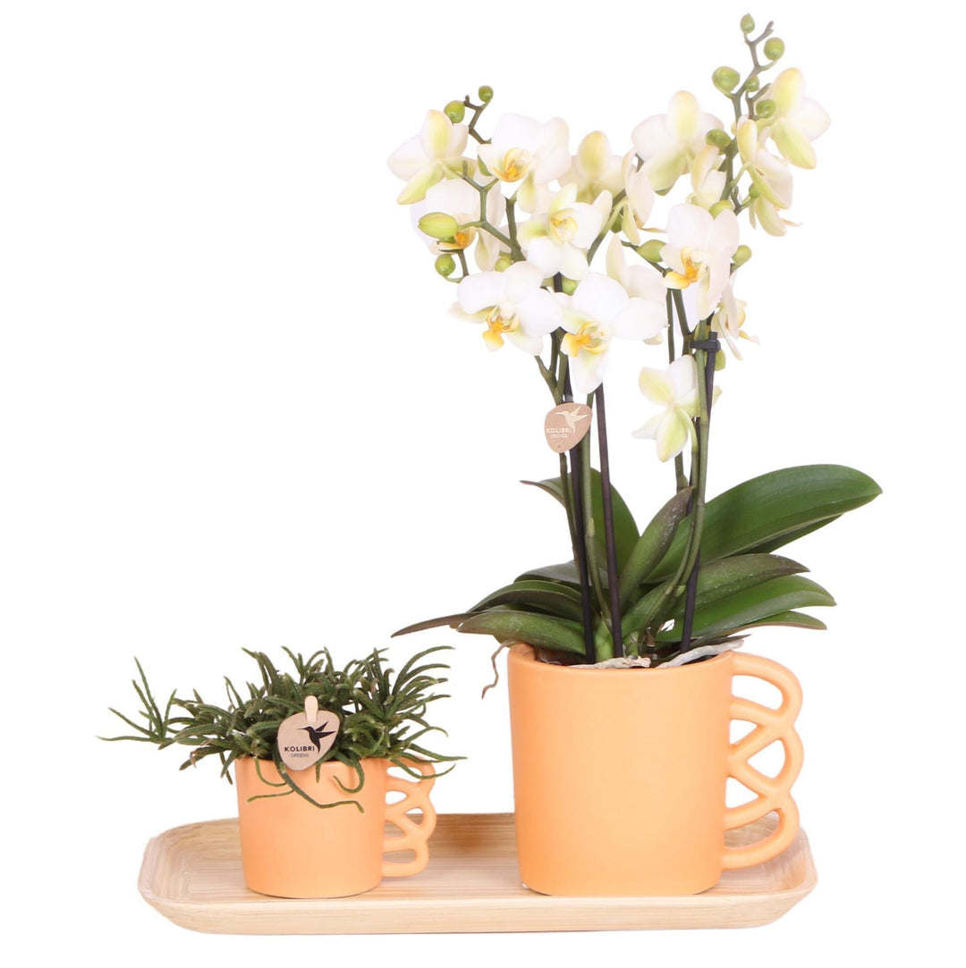Kolibri Company - Set aus weißer Orchidee und Rhipsalis auf Bambustablett-Plant-Botanicly