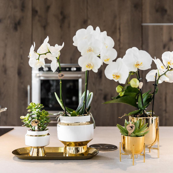 Kolibri Greens | Rhipsalis Satz von 2 Pflanzen in Gold Le Chic dekorative Töpfe - Keramik Topf Größe Ø9cm-Plant-Botanicly