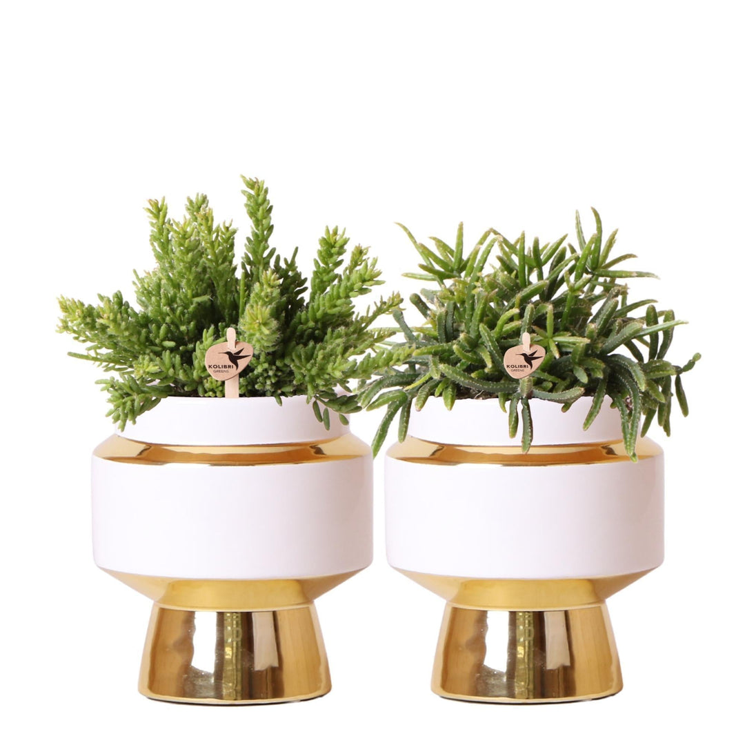 Kolibri Greens | Rhipsalis Satz von 2 Pflanzen in Gold Le Chic dekorative Töpfe - Keramik Topf Größe Ø9cm-Plant-Botanicly