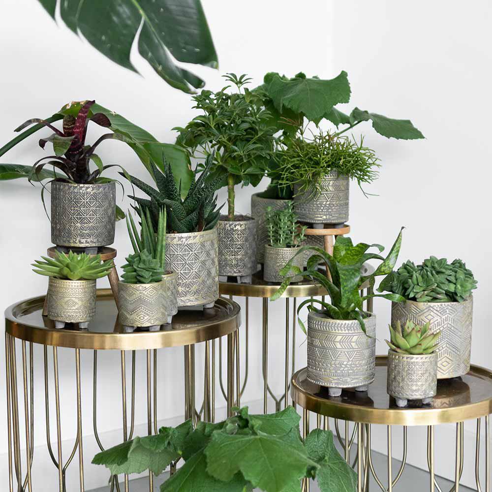 Kolibri Greens | Set mit 4 Sukkulenten - Grünpflanzen - Topfgröße Ø9cm-Plant-Botanicly
