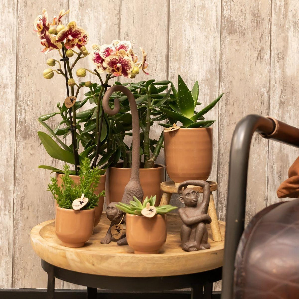 Kolibri Home | Blumentopf glasiert - Cognacfarbener Keramik-Topf mit Glanz - Topfgröße Ø9cm-Plant-Botanicly