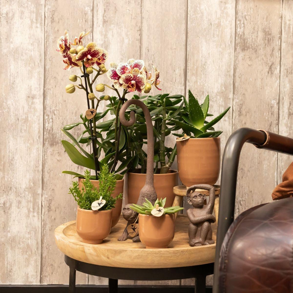 Kolibri Home | Blumentopf glasiert - Cognacfarbener Keramiktopf mit Glanz - Topfgröße Ø12cm-Plant-Botanicly