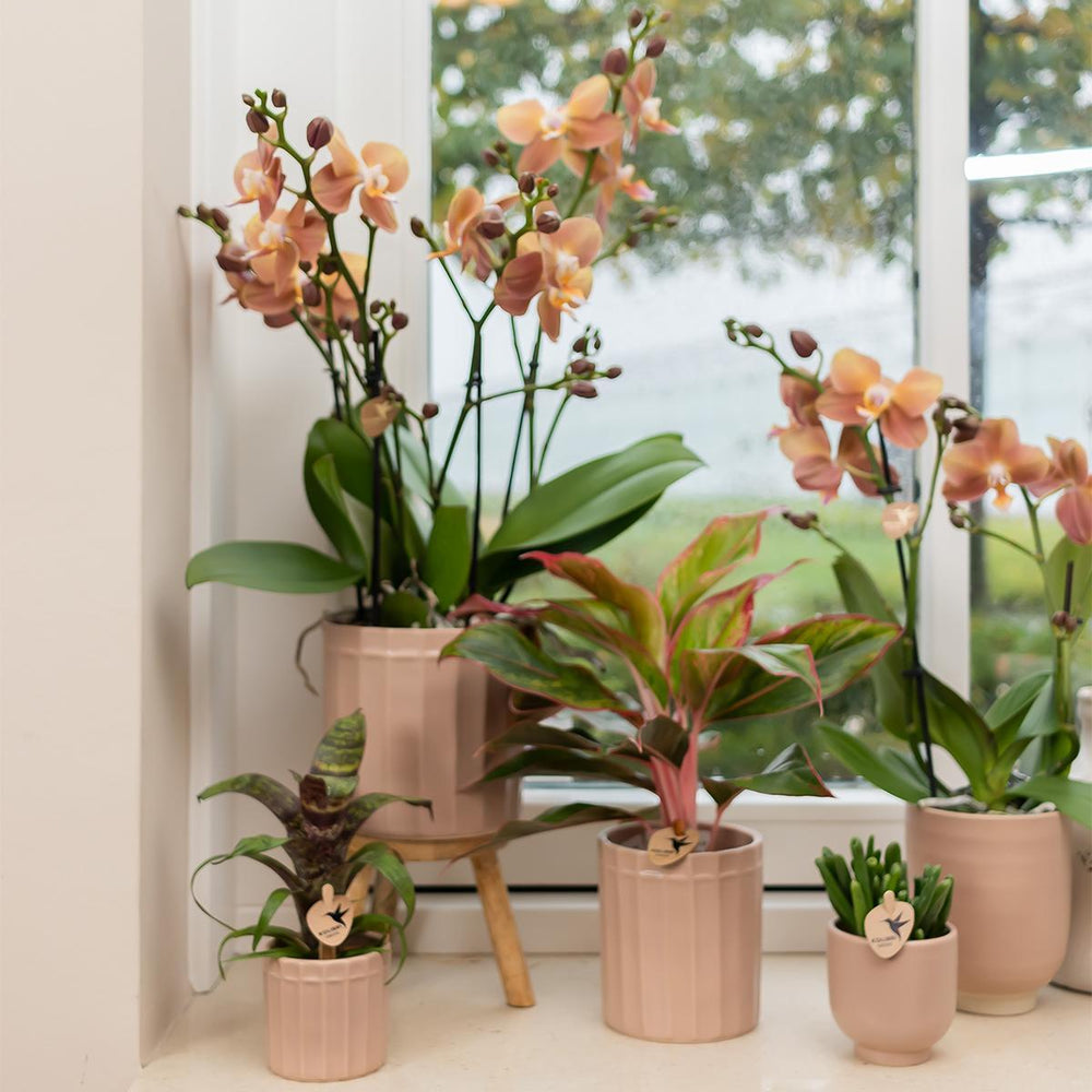 Kolibri Home | Blumentopf glasiert - Sandfarbener Keramik-Ziertopf mit Glanz - Topfgröße Ø12cm-Plant-Botanicly