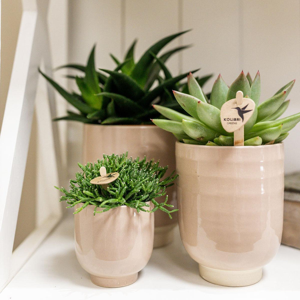 Kolibri Home | Blumentopf glasiert - Sandfarbener Keramik-Ziertopf mit Glanz - Topfgröße Ø6cm-Plant-Botanicly