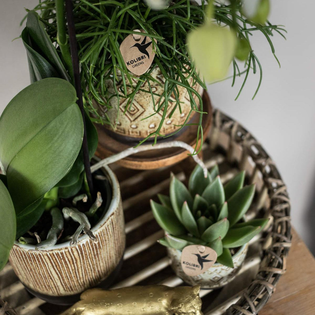 Kolibri Home | Dekorative Tablett - Runde Bambusschale Ø30cm-Plant-Botanicly