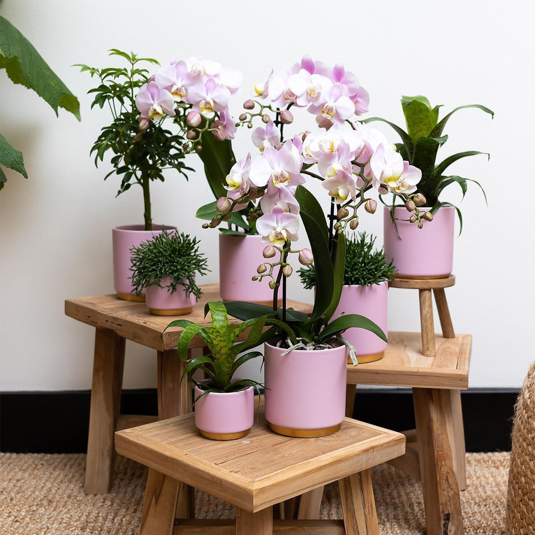 Kolibri Home | Goldfuß rosa Blumentopf - Rosa Keramiktopf mit goldenem Rand Ø6cm-Plant-Botanicly