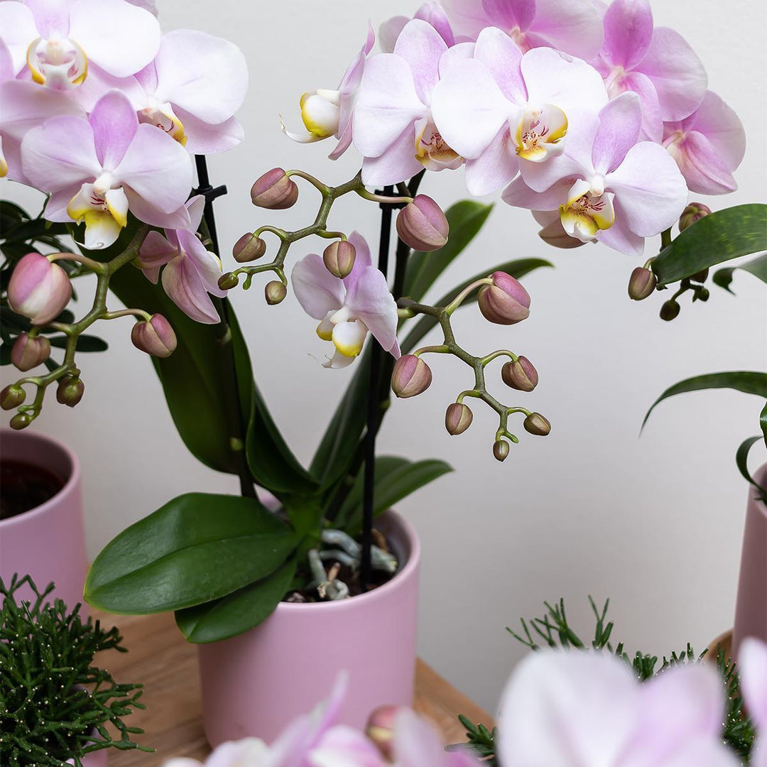 Kolibri Home | Goldfuß rosa Blumentopf - Rosa Keramiktopf mit goldenem Rand Ø9cm-Plant-Botanicly