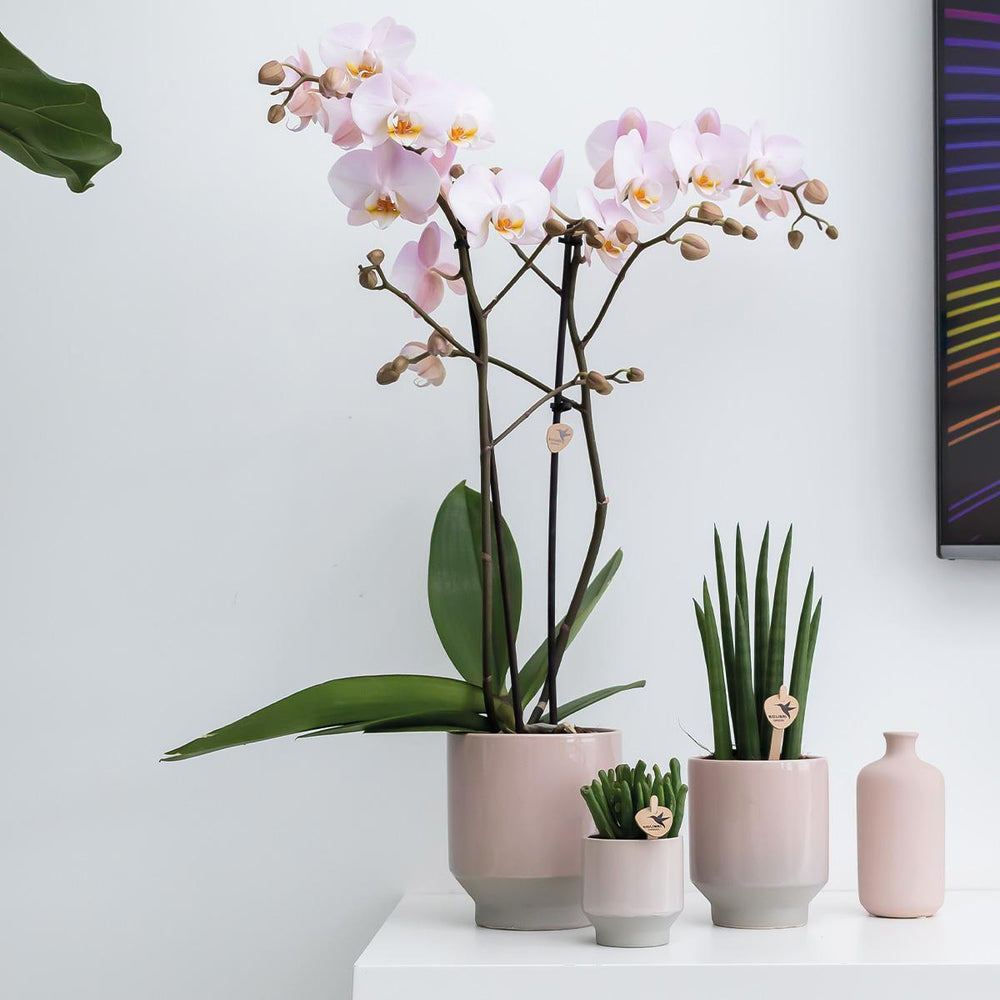 Kolibri Home | Harmony Blumentopf - Nudefarbener Keramiktopf - Topfgröße Ø12cm-Plant-Botanicly