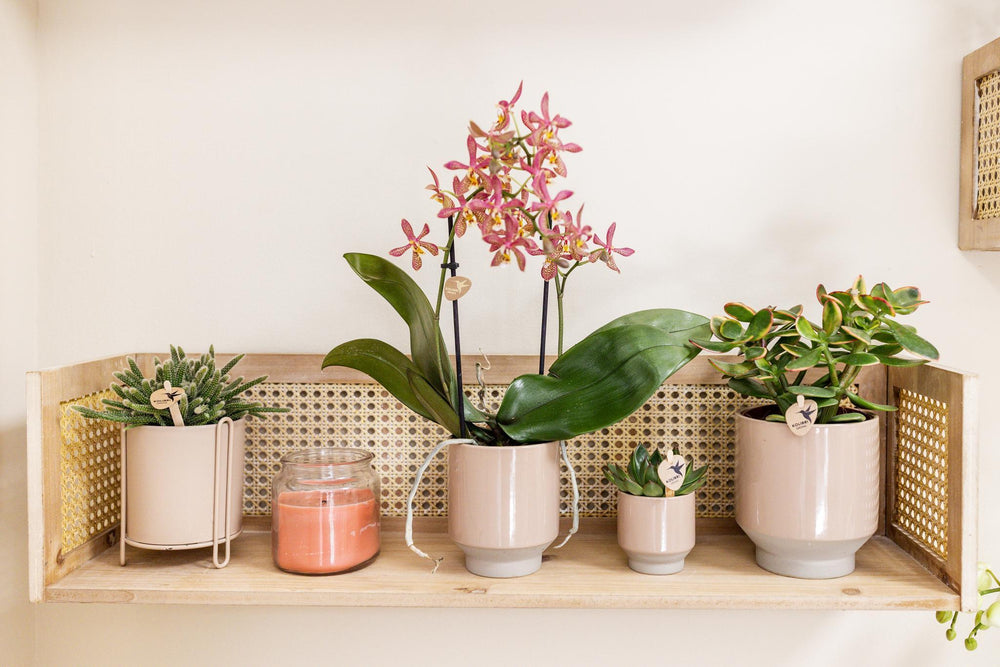 Kolibri Home | Harmony Blumentopf - sandfarbener Keramik-Topf - Topfgröße Ø6cm-Plant-Botanicly