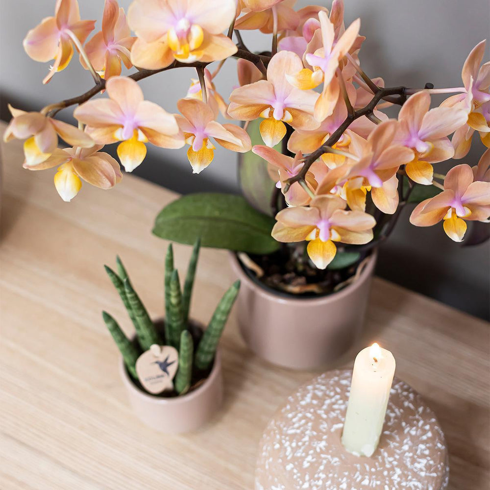 Kolibri Home | Harmony Blumentopf - sandfarbener Keramik-Topf - Topfgröße Ø9cm-Plant-Botanicly
