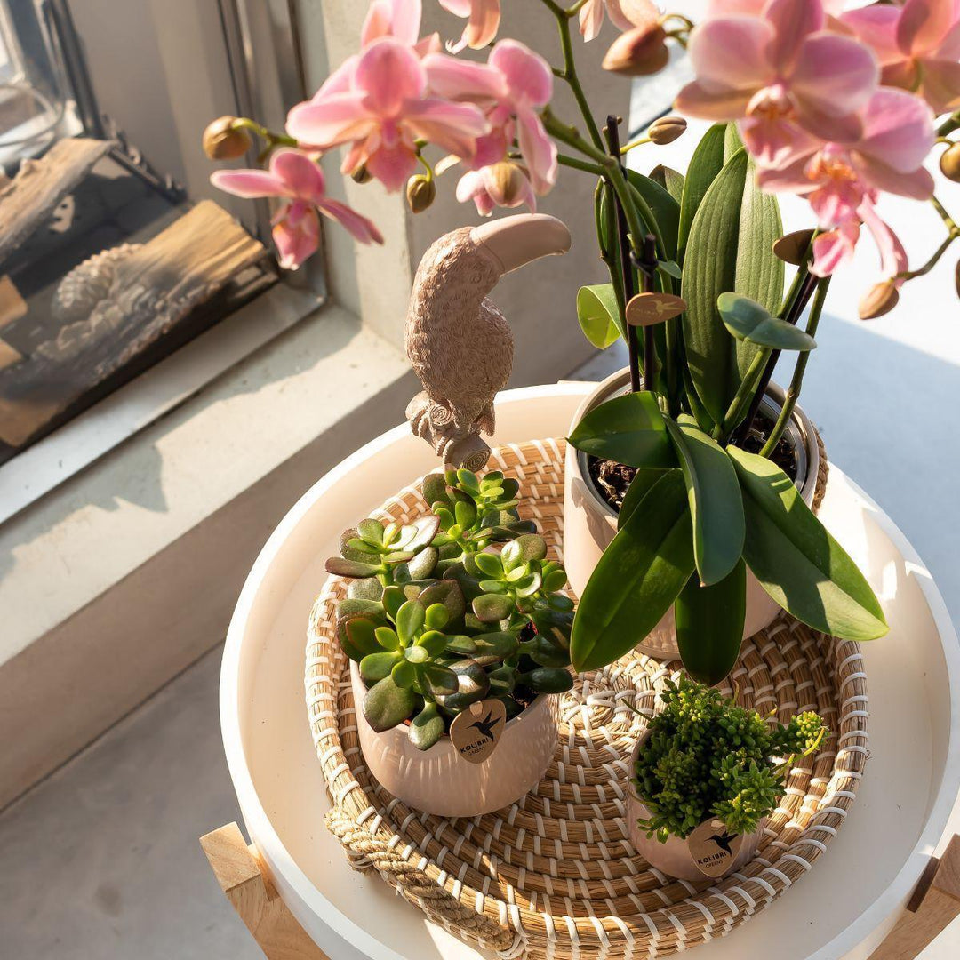 Kolibri Home | Ornament - Deko-Skulptur Tukan nackt-Plant-Botanicly
