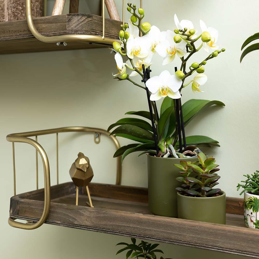 Kolibri Home | Ornament - Gold Dekoration Kolibri-Plant-Botanicly