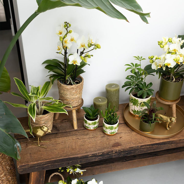 Kolibri Home | Ornament - Gold Dekoration Kolibri-Plant-Botanicly