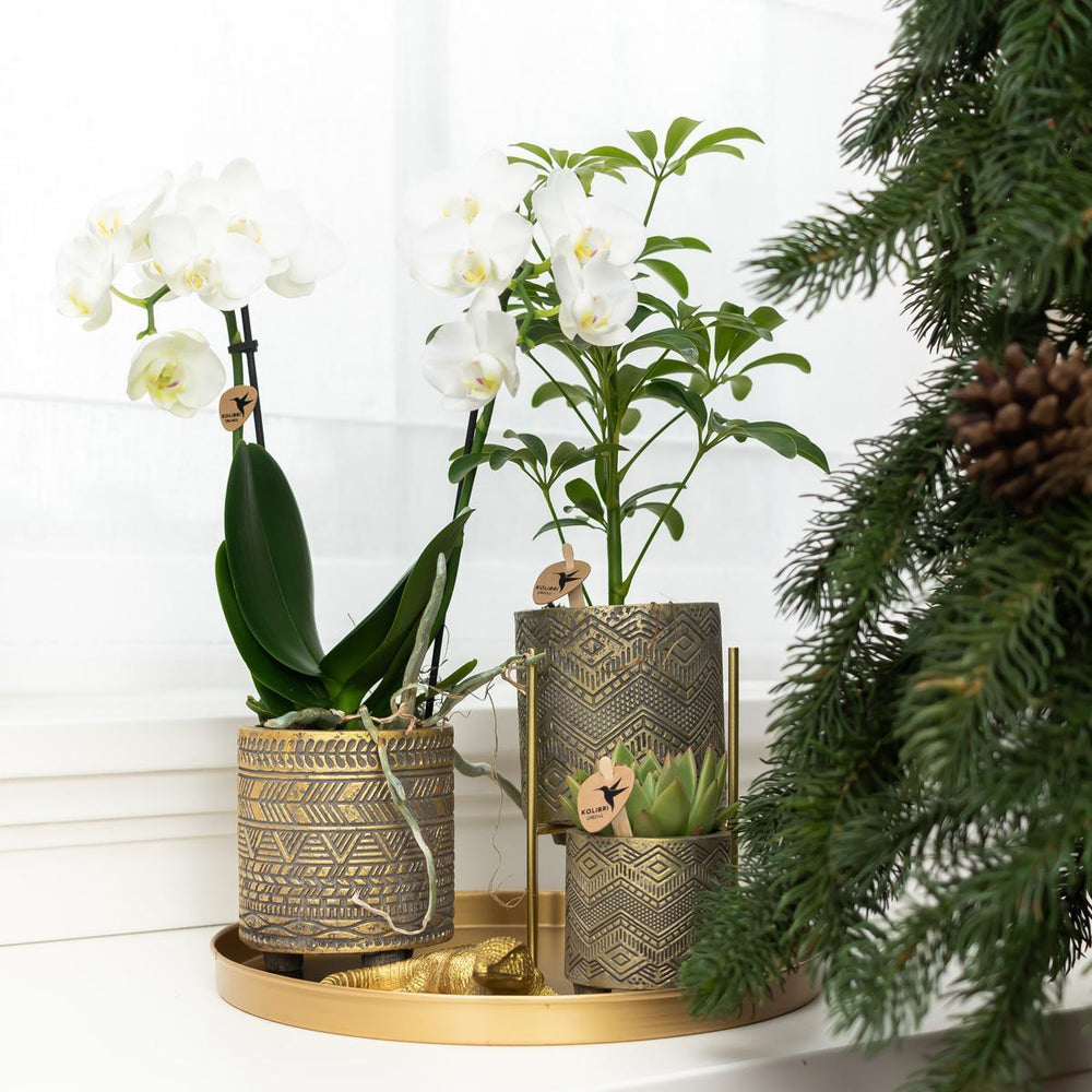 Kolibri Home | Pflanzenständer - Goldener Metall-Pflanzenständer Ø12cm-Plant-Botanicly