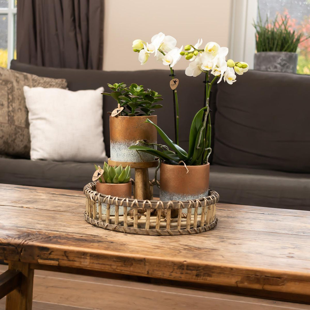 Kolibri Home | Pflanzenständer - Pflanzenständer aus Holz und Metall Ø12cm-Plant-Botanicly