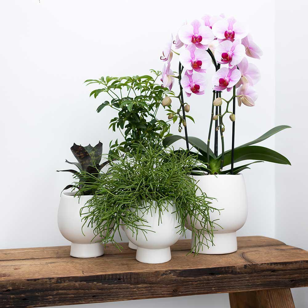Kolibri Home | Scandic weißer Blumentopf - weißer Keramik-Ziertopf - Topfgröße Ø9cm-Plant-Botanicly