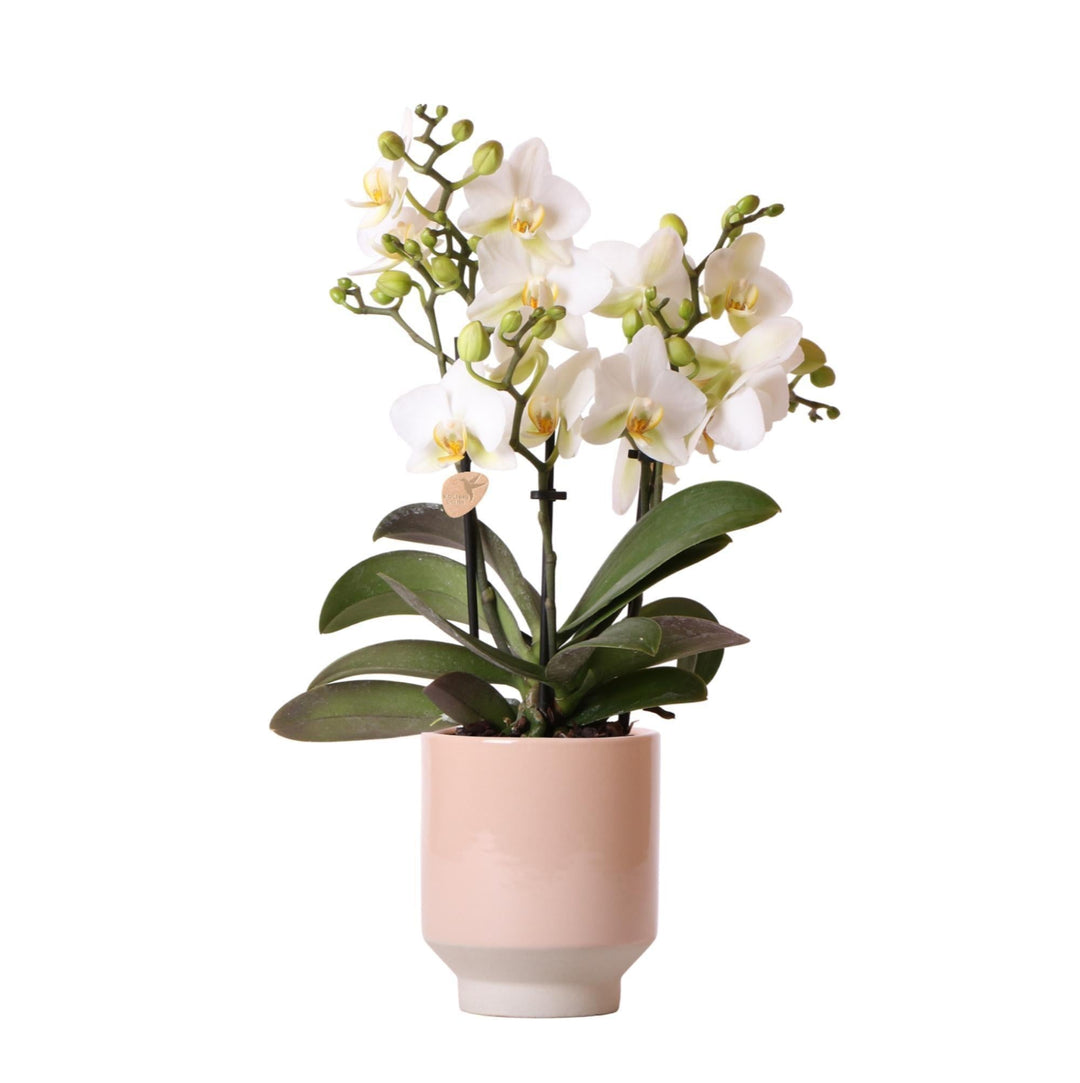 Kolibri Orchideen | Weiße Phalaenopsis-Orchidee - Lausanne + Harmony Ziertopf Sand - Topfgröße Ø9cm | Blühende Zimmerpflanze - frisch vom Züchter-Plant-Botanicly