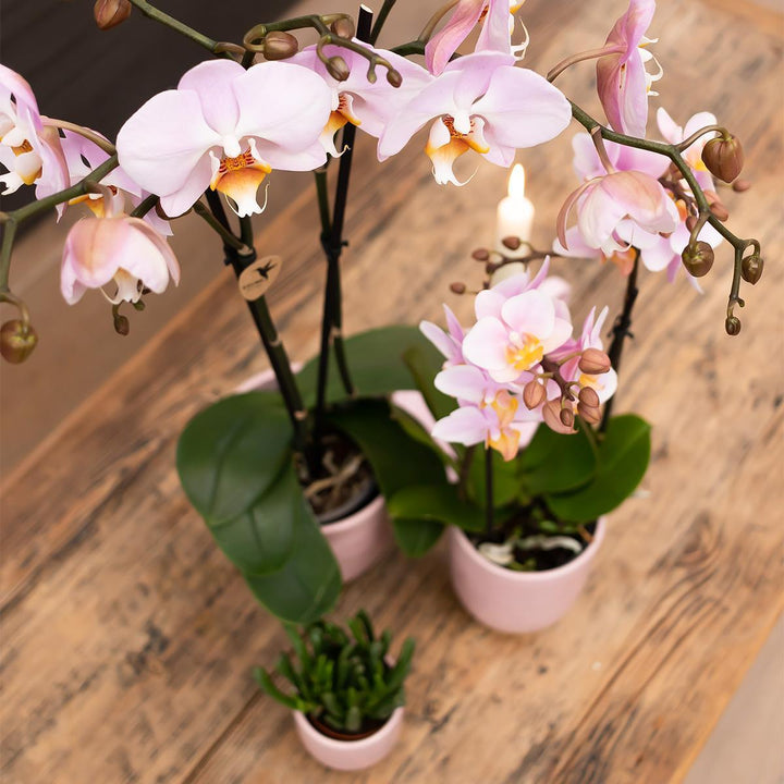 Kolibri Orchids | Altrosa Phalaenopsis-Orchidee Jewel Treviso in rosa glasiertem Topf - Ø12cm-Plant-Botanicly