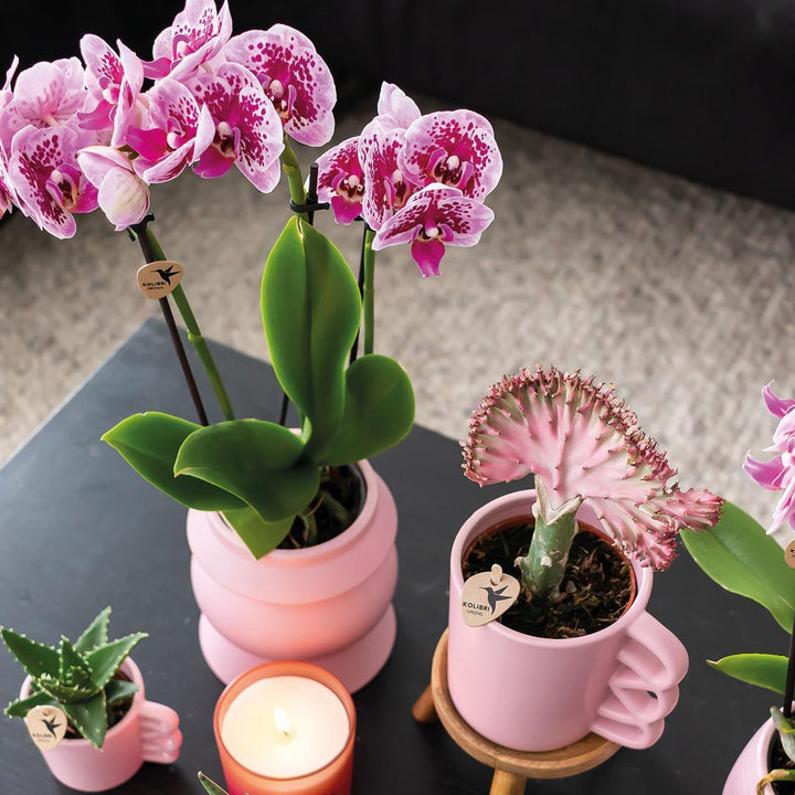Kolibri Orchids | COMBI DEAL von 2 rosa lila Phalaenopsis Orchideen - El Salvador - Topfgröße Ø9cm | blühende Zimmerpflanze - frisch vom Züchter-Plant-Botanicly