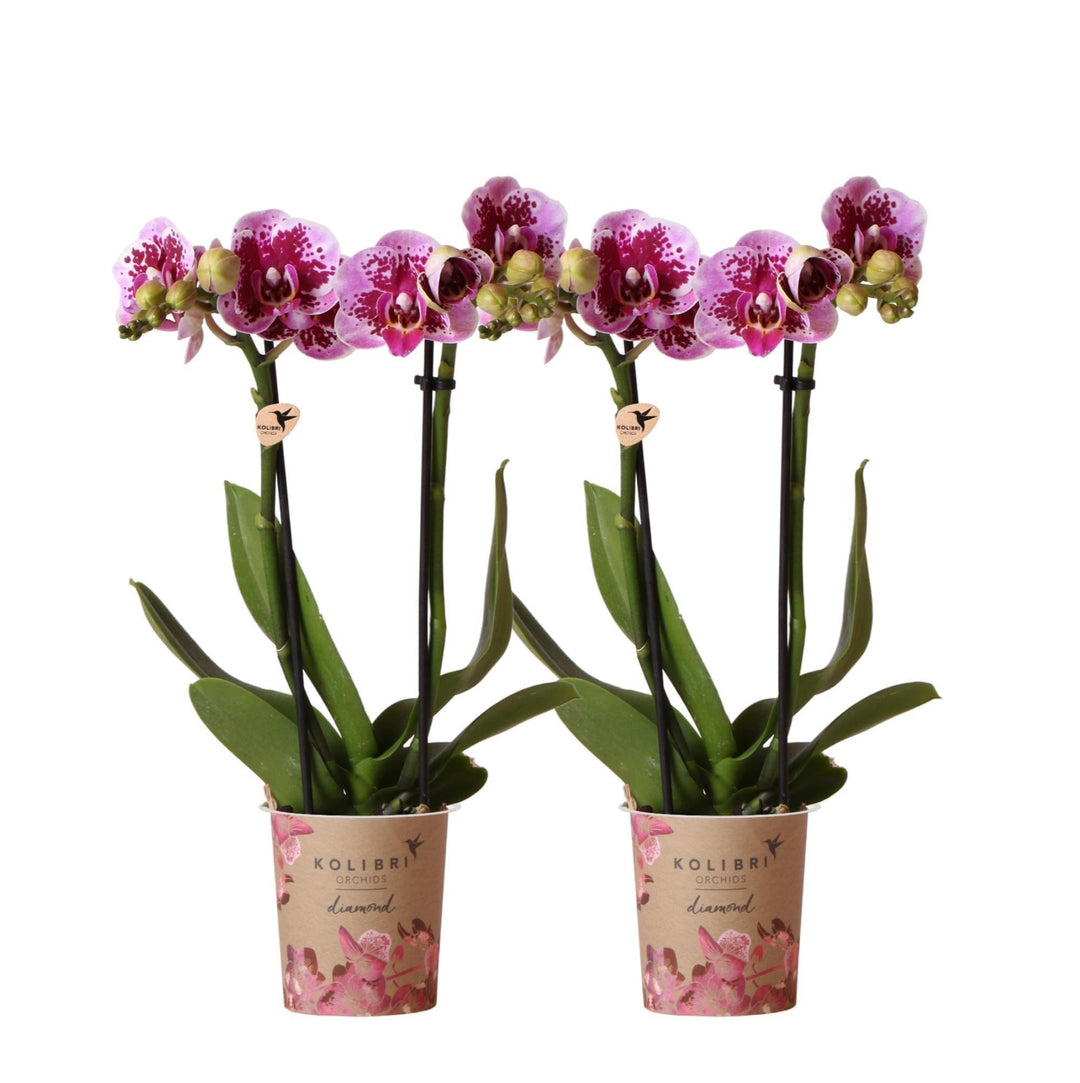 Kolibri Orchids | COMBI DEAL von 2 rosa lila Phalaenopsis Orchideen - El Salvador - Topfgröße Ø9cm | blühende Zimmerpflanze - frisch vom Züchter-Plant-Botanicly