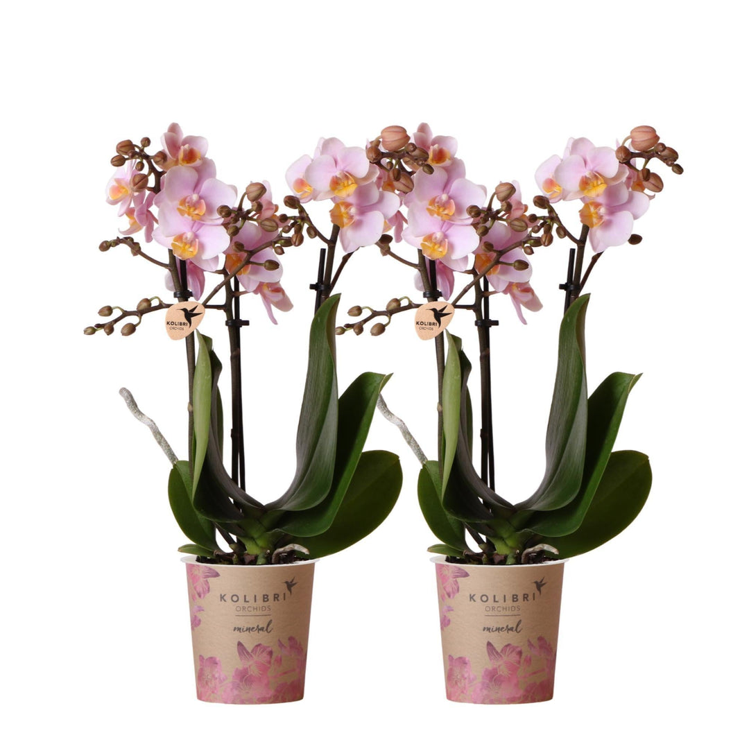 Kolibri Orchids | COMBI DEAL von 2 Rosa Phalaenopsis Orchideen - Andorra - Topfgröße Ø9cm | blühende Zimmerpflanze - frisch vom Züchter-Plant-Botanicly
