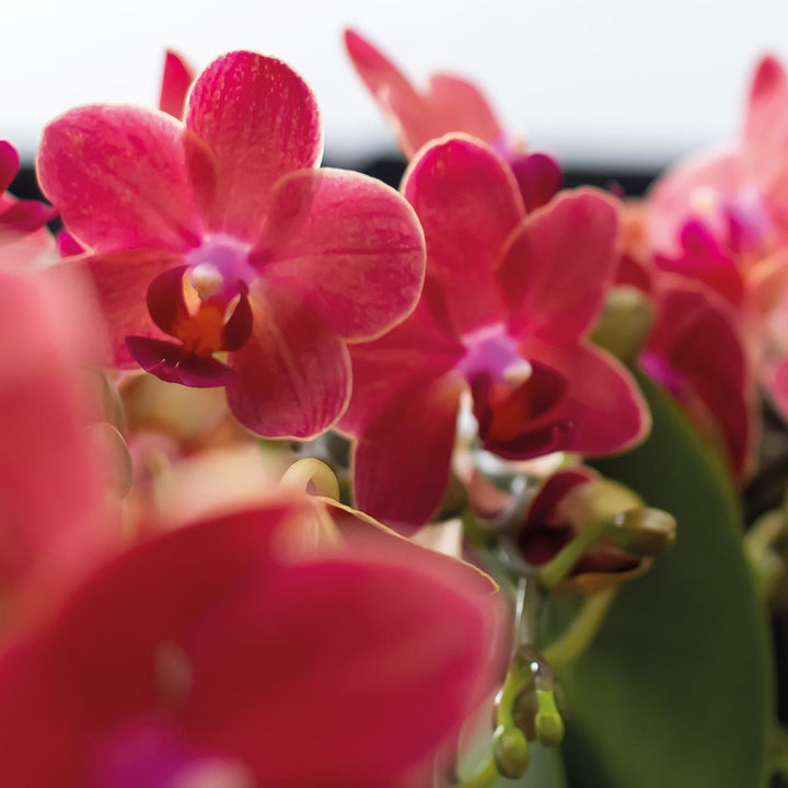 Kolibri Orchids | COMBI DEAL von 2 roten Phalaenopsis Orchideen - Kongo - Topfgröße Ø9cm blühende Zimmerpflanze - frisch vom Züchter-Plant-Botanicly