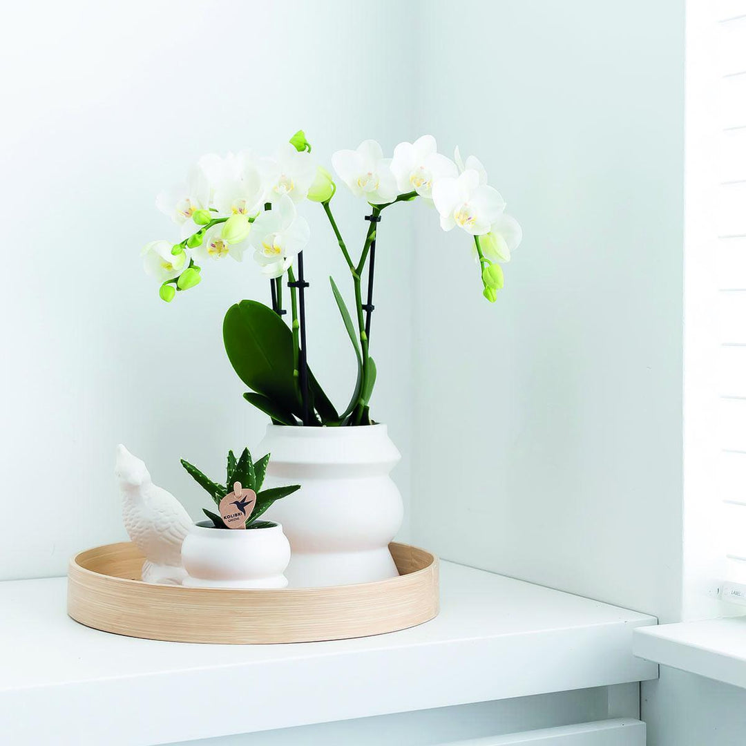 Kolibri Orchids | COMBI DEAL von 2 weißen Phalaenopsis Orchideen - Amabilis - Topfgröße Ø9cm | blühende Zimmerpflanze - frisch vom Züchter-Plant-Botanicly