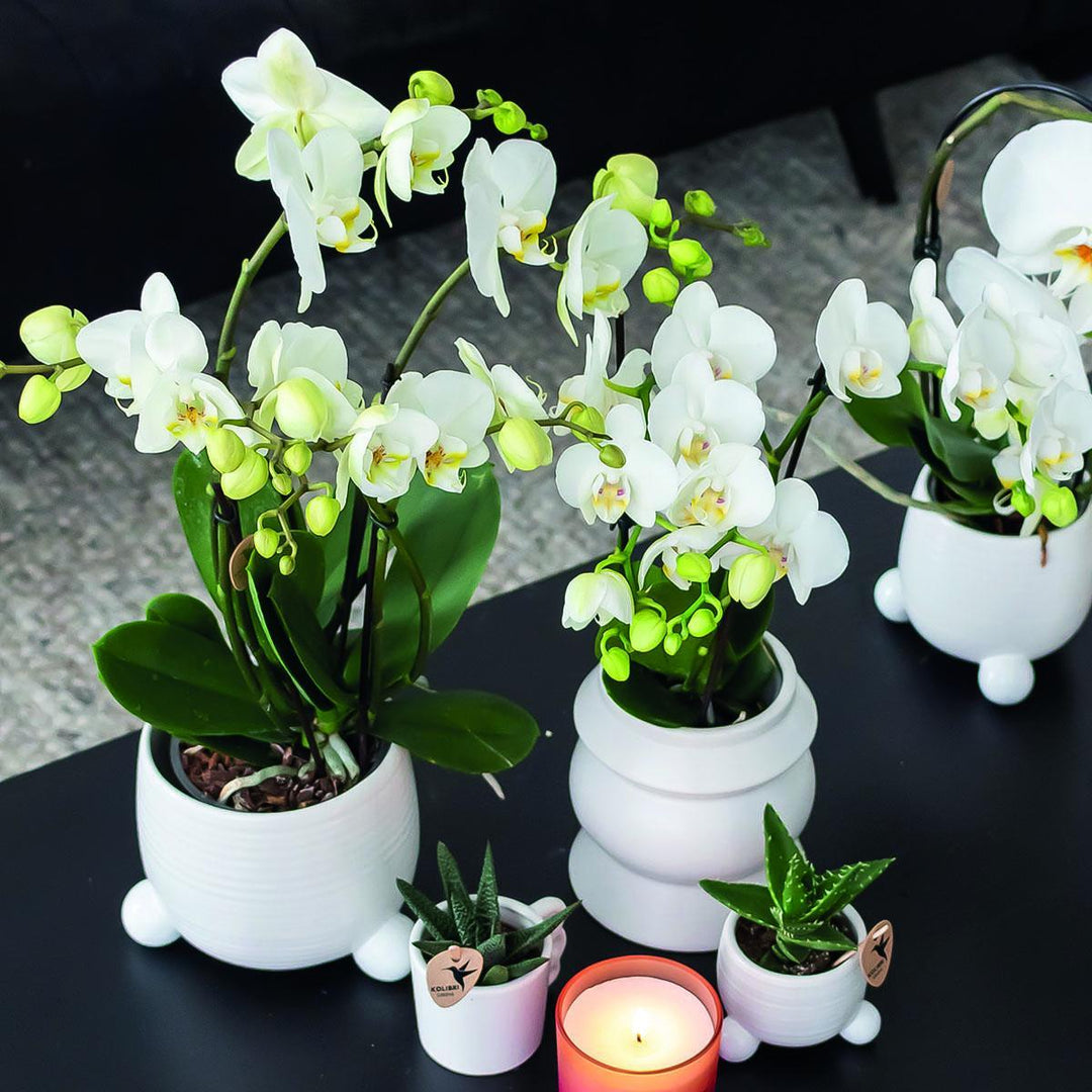 Kolibri Orchids | COMBI DEAL von 2 weißen Phalaenopsis Orchideen - Amabilis - Topfgröße Ø9cm | blühende Zimmerpflanze - frisch vom Züchter-Plant-Botanicly