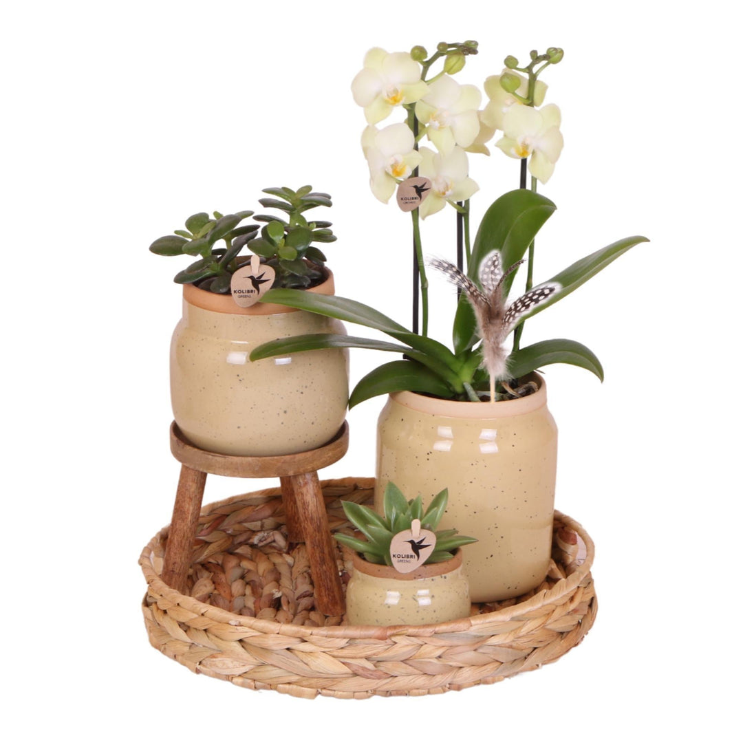 Kolibri Orchids | Grünpflanzen mit gelber Phalaenopsis-Orchidee in khakifarbenen Vintage-Ziertöpfen und Hyazinthentablett-Plant-Botanicly