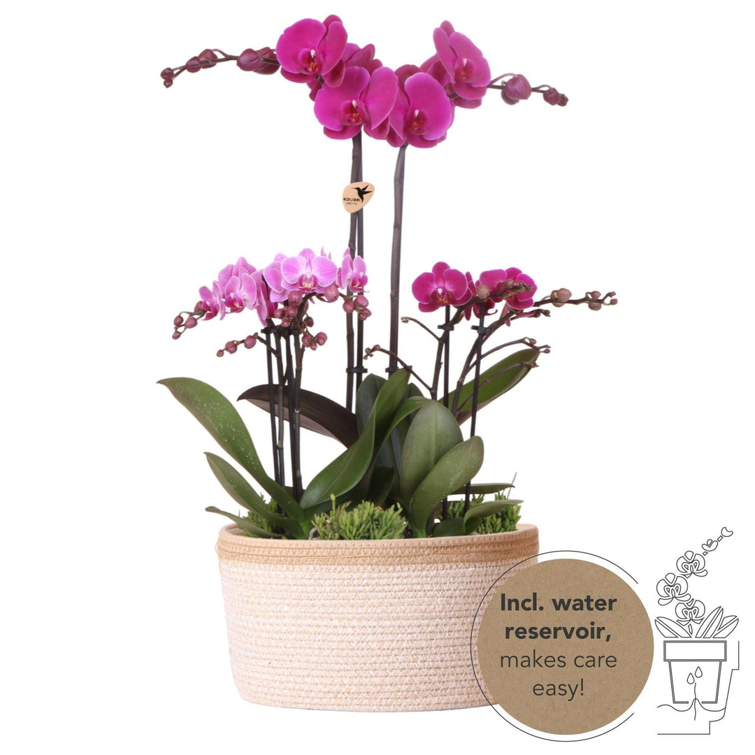 Kolibri Orchids| lila Pflanzenset im Baumwollkorb inkl. Wassertank | drei lila Orchideen und drei Grünpflanzen Rhipsalis | Feldstrauß lila mit autarkem Wassertank-Plant-Botanicly