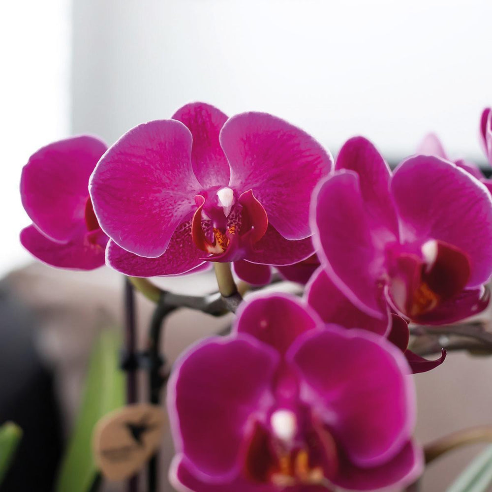 Kolibri Orchids | lila Phalaenopsis Orchidee - Morelia im Turmziertopf rosa - Topfgröße Ø9cm - 40cm hoch | blühende Zimmerpflanze im Blumentopf - frisch vom Züchter-Plant-Botanicly