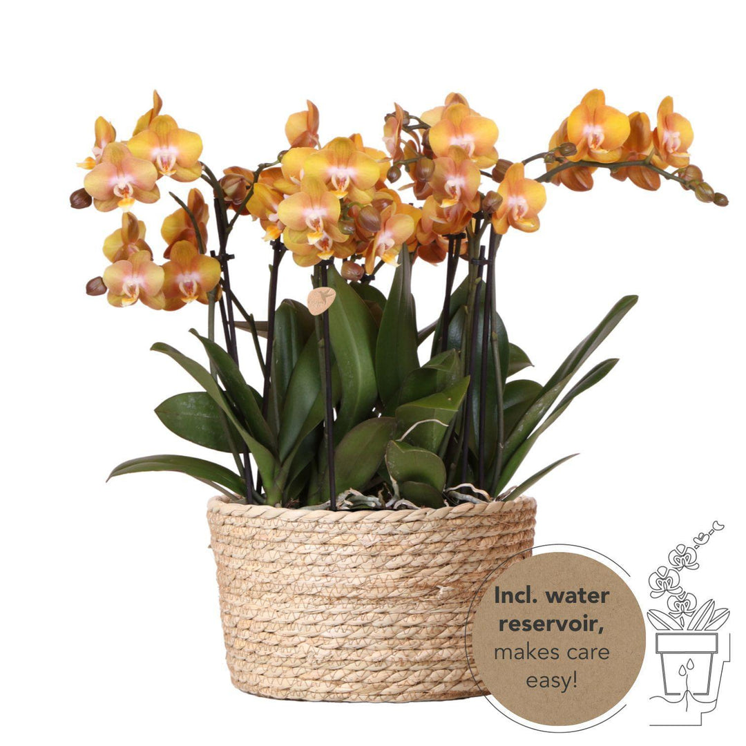 Kolibri Orchids | orange Orchideen-Set im Schilfkorb inkl. Wassertank | drei orange Orchideen Las Vegas 12cm | Mono Bouquet orange mit autarkem Wassertank.-Plant-Botanicly