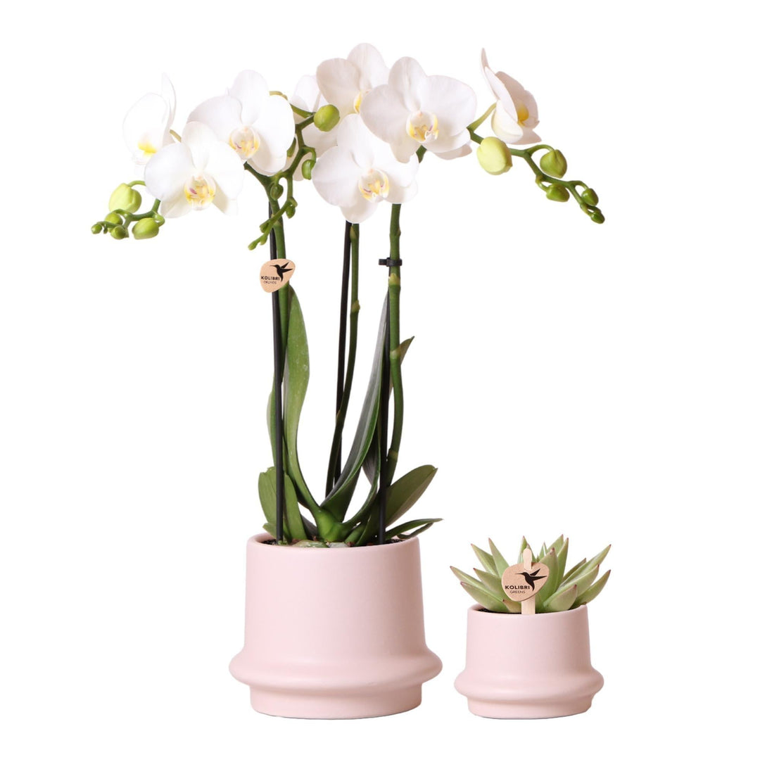 Kolibri Orchids - Pflanzenset Ring | Set mit weißer Phalaenopsis Orchidee Ø9cm und grüner Sukkulente Miranda Ø6cm | inkl. nudefarbenen Keramik-Ziertöpfen-Plant-Botanicly